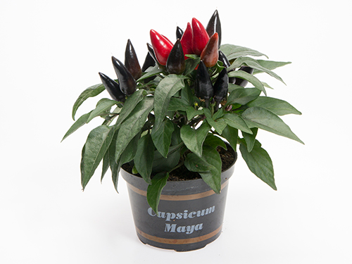 Maya_Favorit-black-red_-FLORAGRAFIA