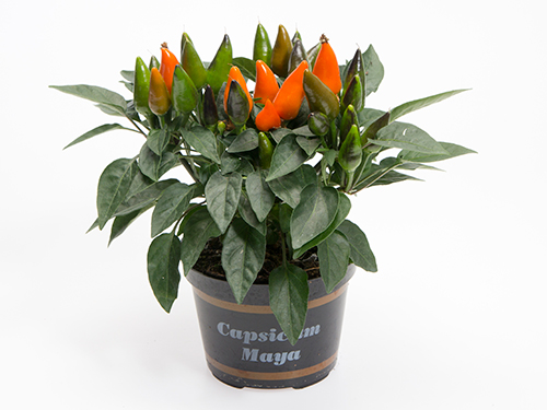 Maya_Favorit-orange_-FLORAGRAFIA