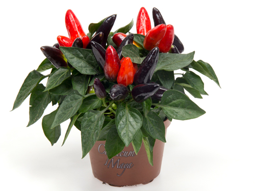autumnfire_10cm-001