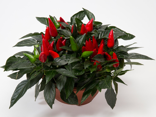 favorit-17-002