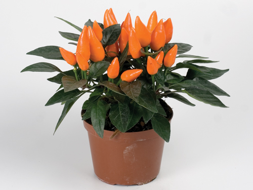favorit_001